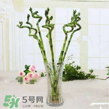 富貴竹有幾個品種？富貴竹有種子嗎？