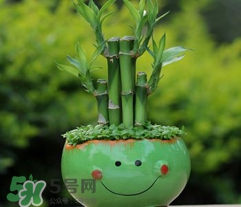 富貴竹可以和百合一起養嗎？富貴竹可以和什么花養？