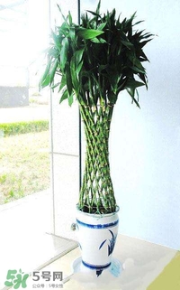 富貴竹有幾個品種？富貴竹有種子嗎？