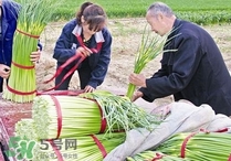 蒜苔頭能吃嗎？蒜苔頭可以吃嗎