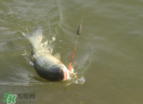 谷雨好釣魚嗎？谷雨釣魚用什么餌料？