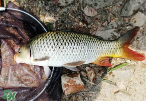 谷雨好釣魚嗎？谷雨釣魚用什么餌料？
