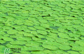 莼菜可以生吃嗎？莼菜怎么吃？