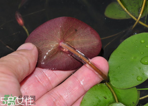 ?莼菜什么時(shí)節(jié)有？莼菜什么時(shí)候采摘？