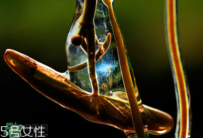 ?莼菜什么時(shí)節(jié)有？莼菜什么時(shí)候采摘？