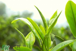 谷雨為什么喝谷雨茶？谷雨茶是什么茶？