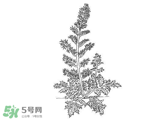 白蒿能生吃嗎？白蒿能不能生吃？