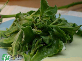 冰草多少錢一斤？非洲冰草多少錢一斤？