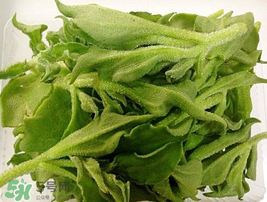 冰菜可以生吃嗎？冰菜能生吃嗎？