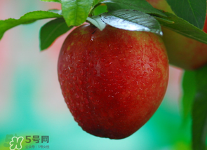 油桃多少錢一斤？油桃多少錢一斤2017？