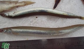 青島面條魚(yú)是什么魚(yú)？青島面條魚(yú)叫什么