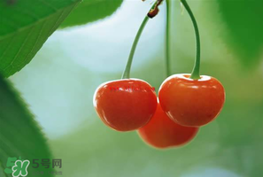 吃櫻桃會醉嗎？櫻桃吃多了會醉嗎？