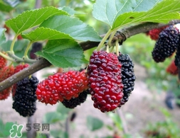 覆盆子是桑葚嗎？覆盆子和桑葚的區別