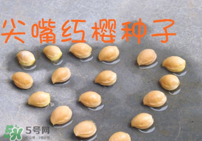 櫻桃籽怎么種小盆栽？櫻桃籽可以種植嗎？