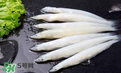 銀魚是面條魚嗎？面條魚和銀魚的區別