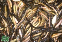 泥鰍有幾種？泥鰍品種大全
