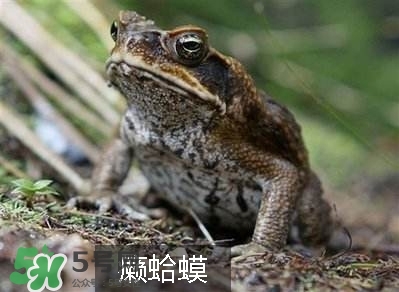 田雞是癩蛤蟆嗎？田雞和癩蛤蟆的區別