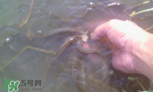 泥鰍有寄生蟲嗎？泥鰍有沒有寄生蟲