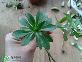 救心菜多少錢(qián)一斤 救心菜是三七菜嗎