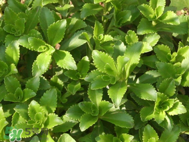 救心菜怎么種植？救心菜什么時候種？