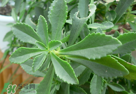 救心菜怎么種植？救心菜什么時候種？