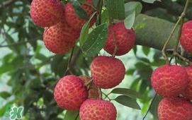 荔枝什么時候上市？荔枝什么時候成熟