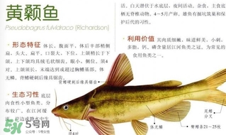 黃顙魚不能和什么一起吃？黃顙魚不能與什么同吃？