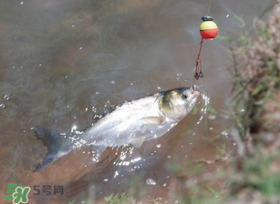 五月份能釣鰱魚(yú)嗎？五月份釣什么魚(yú)？