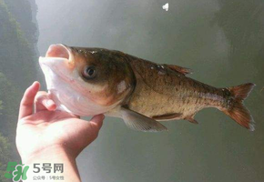 五月份能釣鰱魚(yú)嗎？五月份釣什么魚(yú)？