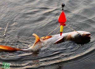 五月份能釣鰱魚(yú)嗎？五月份釣什么魚(yú)？