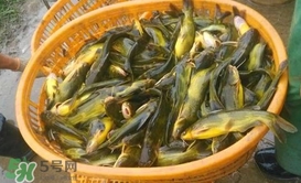 黃顙魚不能和什么一起吃？黃顙魚不能與什么同吃？