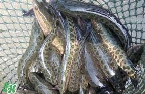 黑魚是什么魚？黑魚是鯰魚嗎
