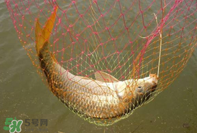 立夏怎么釣鯉魚？立夏釣鯉魚用什么餌料？