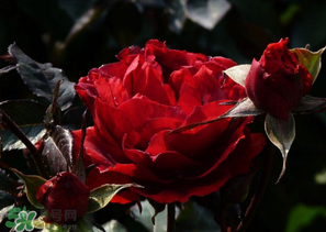 母親節(jié)可以送玫瑰花嗎？母親節(jié)送幾朵玫瑰花好？