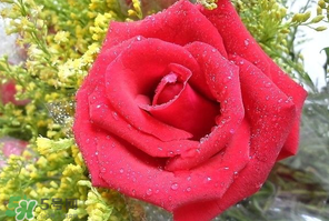母親節(jié)可以送玫瑰花嗎？母親節(jié)送幾朵玫瑰花好？