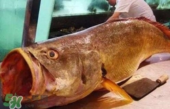 黃唇魚(yú)可以養(yǎng)殖嗎？黃唇魚(yú)能養(yǎng)殖嗎？