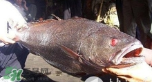 黃唇魚(yú)可以養(yǎng)殖嗎？黃唇魚(yú)能養(yǎng)殖嗎？