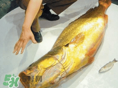 黃唇魚為什么那么有價值？黃唇魚的價值