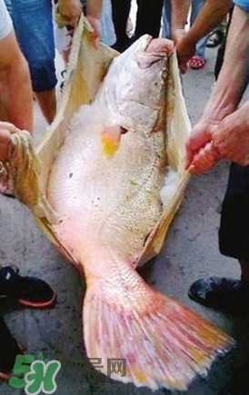 黃唇魚為什么不能養殖？ 黃唇魚淡水能養殖嗎