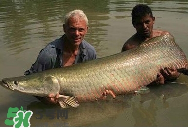 金錢鳘是什么魚？金錢鳘是淡水魚嗎？