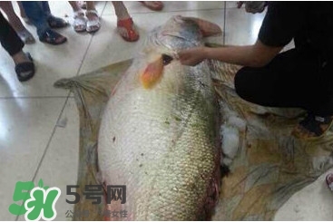 金錢鳘是什么魚？金錢鳘是淡水魚嗎？