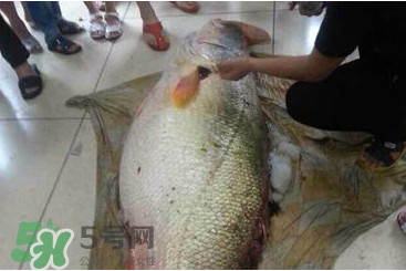 黃唇魚鰾是魚肚嗎？黃唇魚鰾是魚泡嗎
