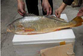 小孩能吃黃唇魚嗎？小孩吃黃唇魚好嗎？