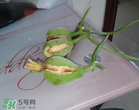 香瓜裂口怎么回事？香瓜裂了怎么辦？