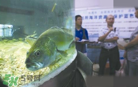金錢鳘是哪里原產(chǎn)的？金錢鳘的產(chǎn)地在哪里