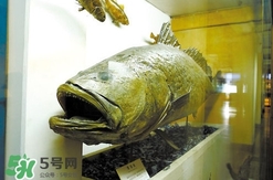 金錢鳘是什么魚？金錢鳘是淡水魚嗎？