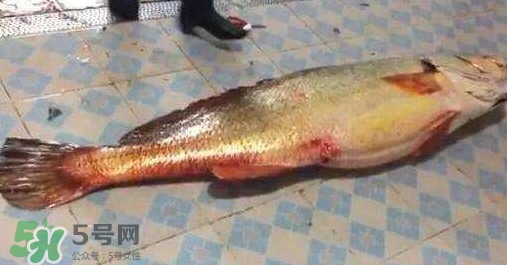 金錢鳘是什么？金錢鳘怎么讀？