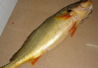 怎么鑒別金錢鳘魚膠？金錢鳘魚膠如何分辨真?zhèn)?><p><strong>怎么鑒別金錢鳘魚膠？金錢鳘魚膠如何分辨真?zhèn)?/strong></p></a></li> <li><a href=