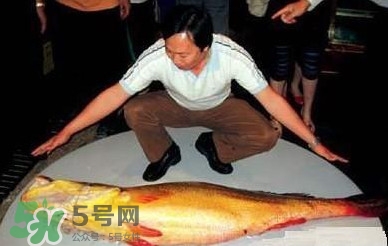 黃唇魚為什么那么有價值？黃唇魚的價值
