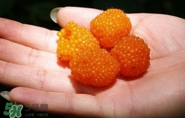 空心泡能吃嗎？空心泡與樹(shù)莓的差別